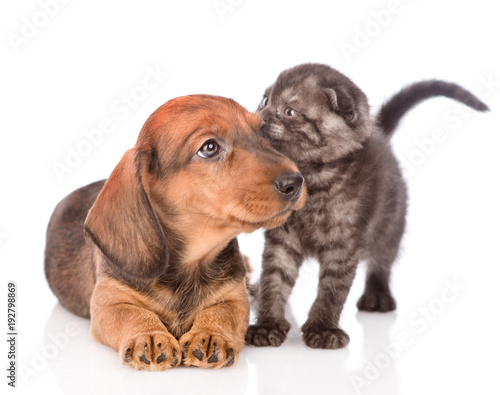 loving each other puppy and kitten.  isolated on white background © Ermolaev Alexandr