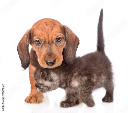 dachshund puppy  with playful kitten.  isolated on white background