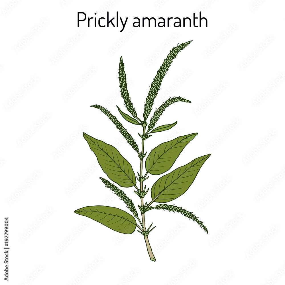 Fototapeta premium Prickly Amaranth Amaranthus spinosus , or Needle burr, medicinal plant