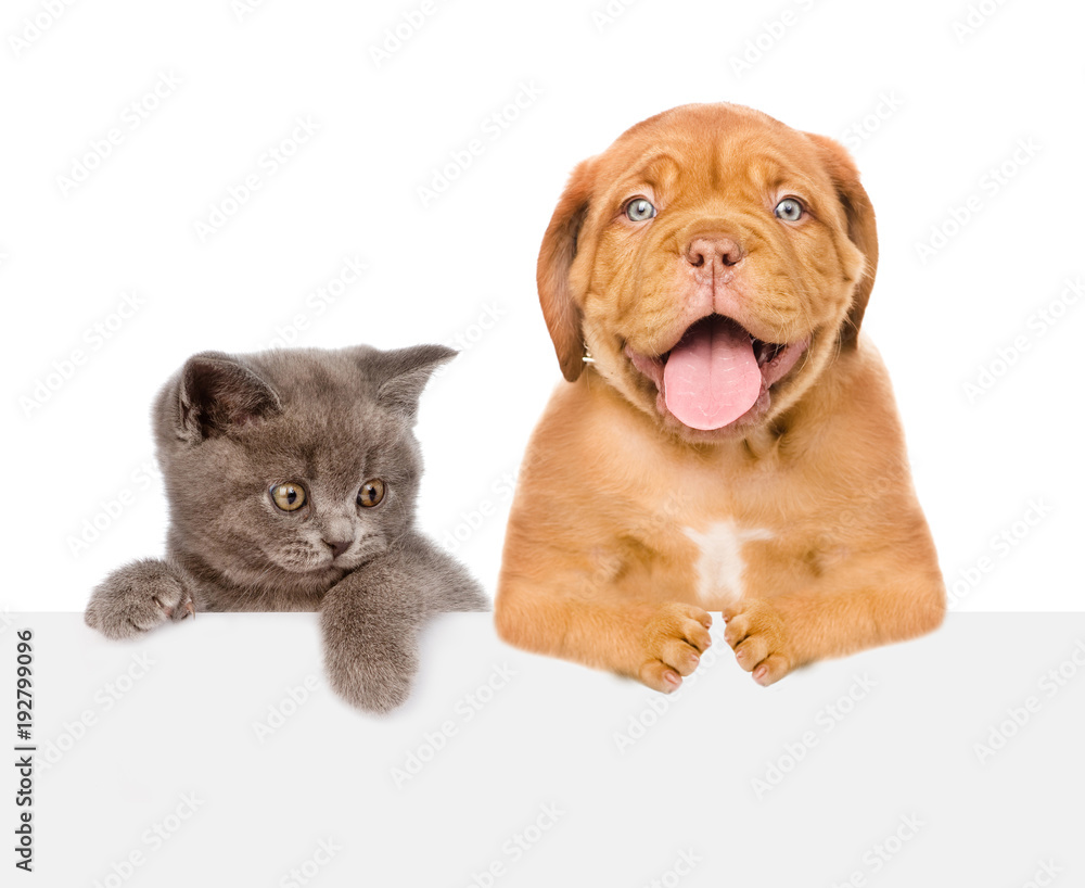 Cat and Dog above white banner. isolated on white background. Space for text Cat and Dog above white banner. isolated on white background. Space for text