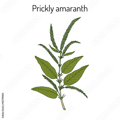 Prickly Amaranth Amaranthus spinosus , or Needle burr, medicinal plant photo