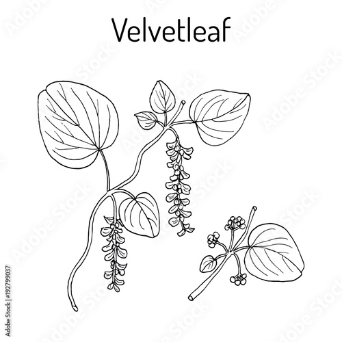 Velvetleaf Cissampelos pareira , medicinal plant photo