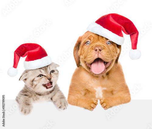 Cat and dog with red christmas hats peeking above empty white board. isolated on white background. Space for text © Ermolaev Alexandr