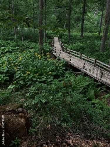 forest