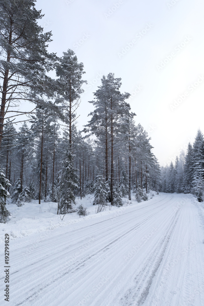 Obraz premium Snowy road in the countryside in Finland. Trees around the curvy road. Slippery to drive. Drive through winter wonderland.