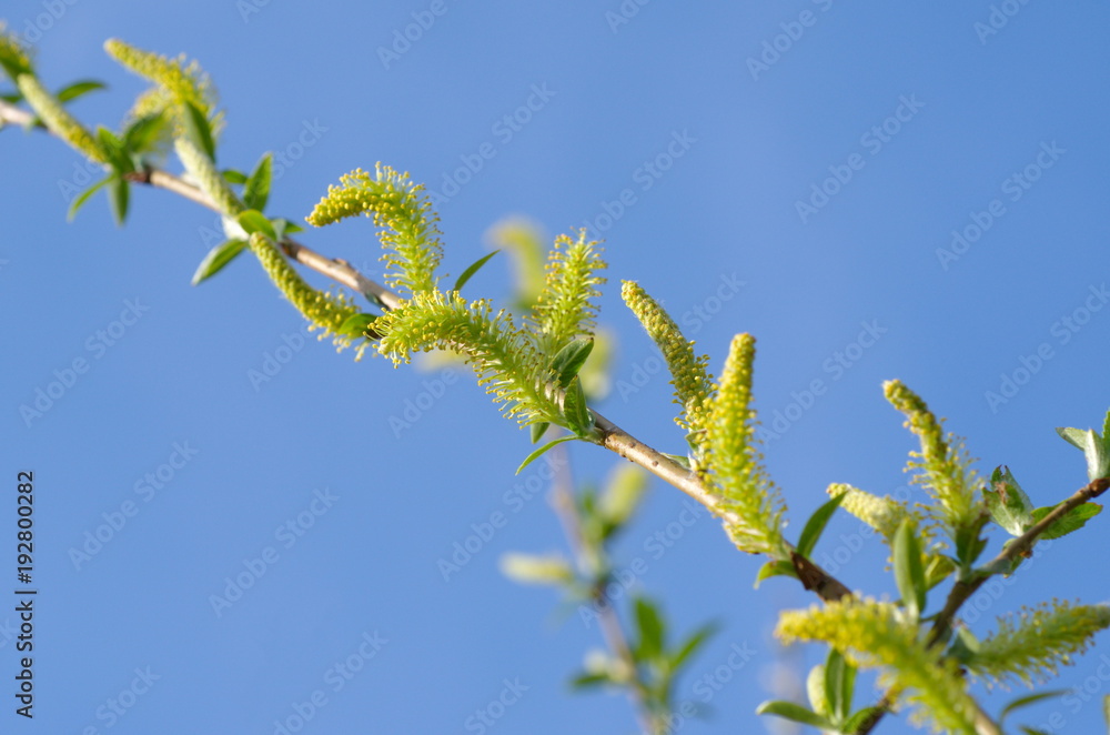 A branch of a blossoming willow (lat. Salix) on the background of blue sky