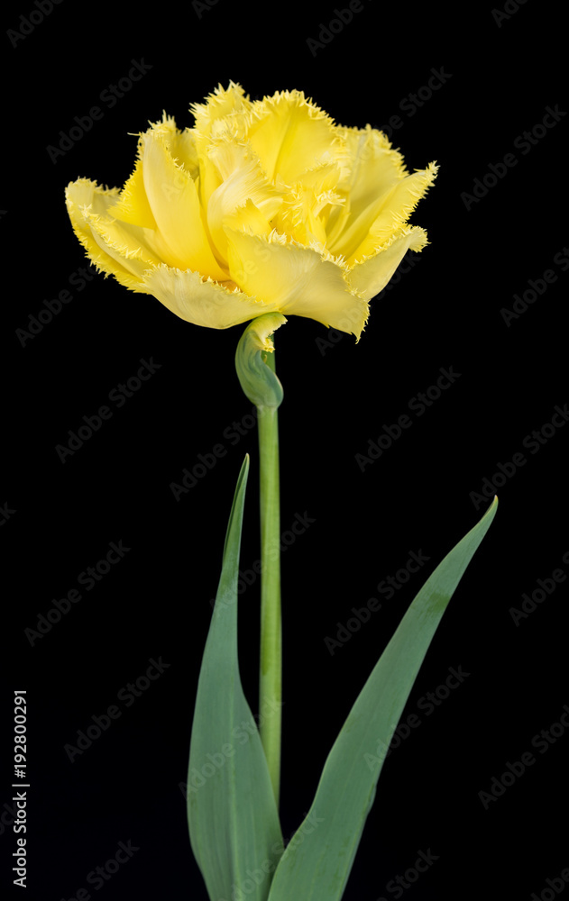 Bright terry tulip Bright terry tulip