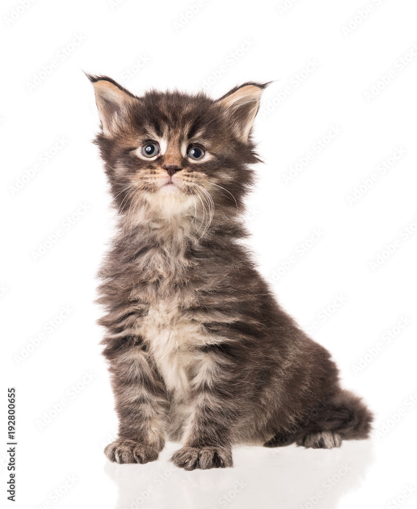 Fototapeta premium Maine Coon kitten