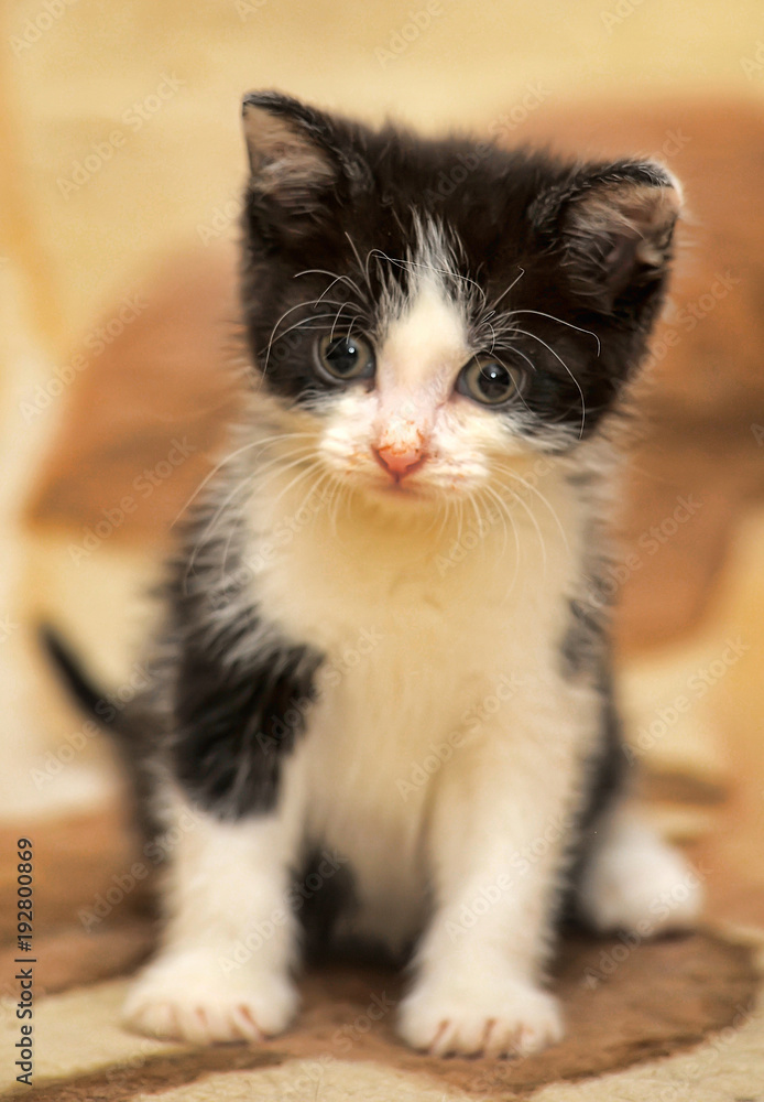 cute fluffy black with white kitten on beige background cute fluffy black with white kitten on beige background