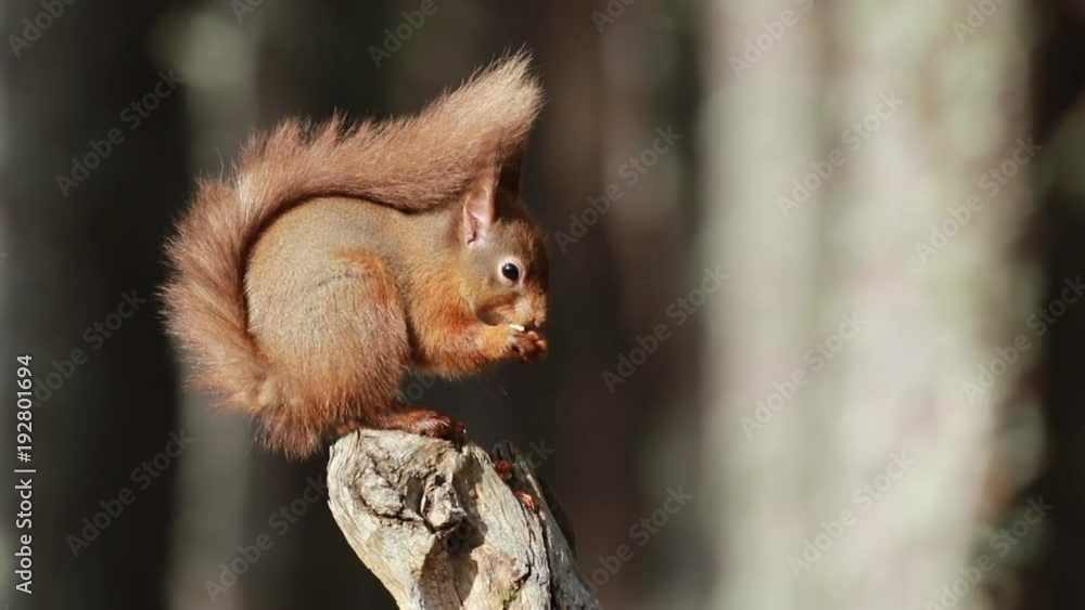 Red squirrel, Sciurus Vulgaris, sitting and walking along pine branch near heather in the forests of cairngorms national, scotland Red squirrel, Sciurus Vulgaris, sitting and walking along pine branch near heather in the forests of cairngorms national, scotland