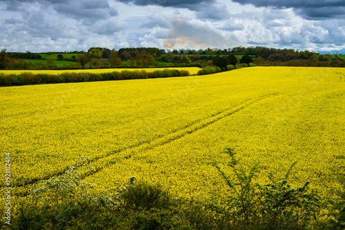 Yellow spring field of rapeseed with beautiful dramatic blue storm cloud. Plant for green energy in United Kingdom England