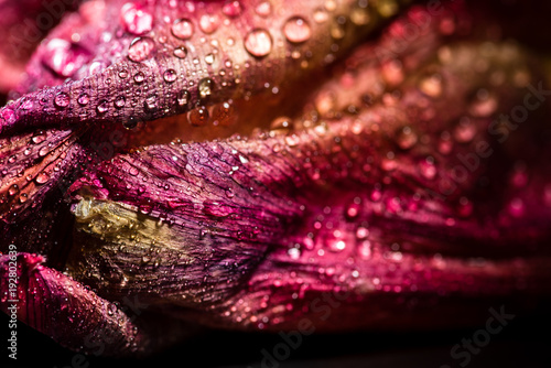 Fototapeta Naklejka Na Ścianę i Meble -  Makro Tropfen auf Tulpe bunt