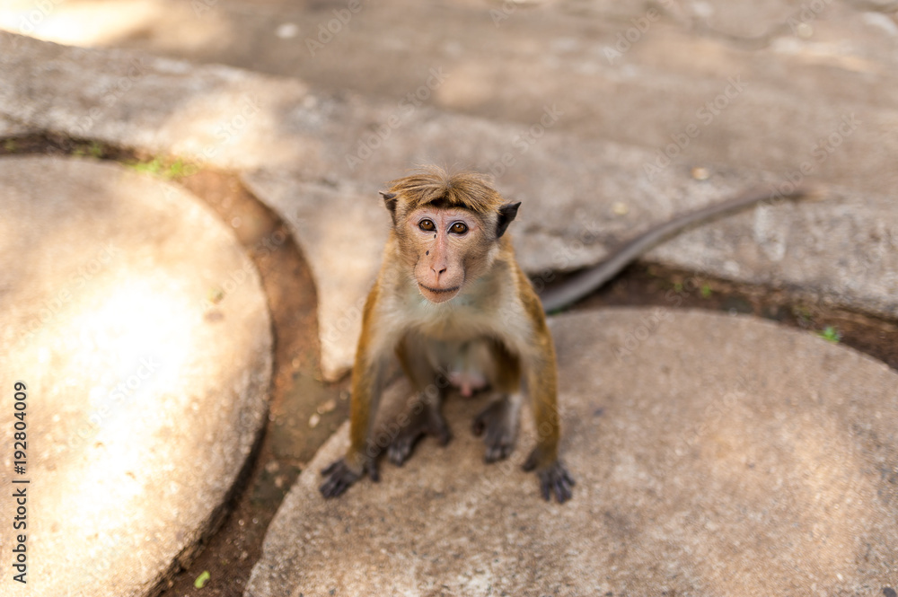 One wild monkey sits on the ground. Sri lanka