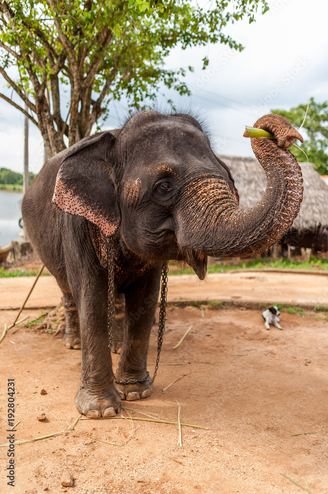 Fototapeta Indian elephant in chains. Elephant for horseback riding.