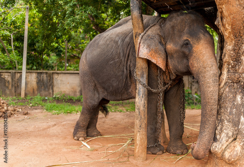 Canvas Print Indian elephant in chains. Elephant for horseback riding.