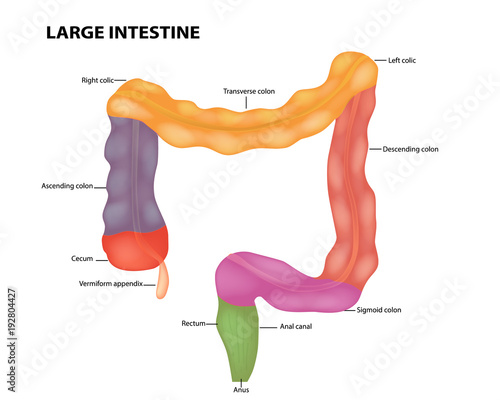 Anatomy of the large intestine. Medical illustration. 