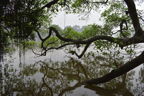 Beautiful trees at the famous big Lake Hoan Kiem in Hanoi, Vietnam, Asia