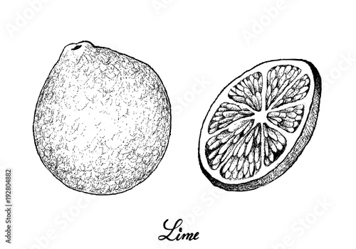 Hand Drawn of Fresh Limes on White Background