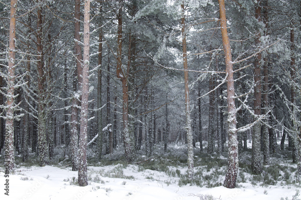 Fototapeta śnieżny krajobraz, zima