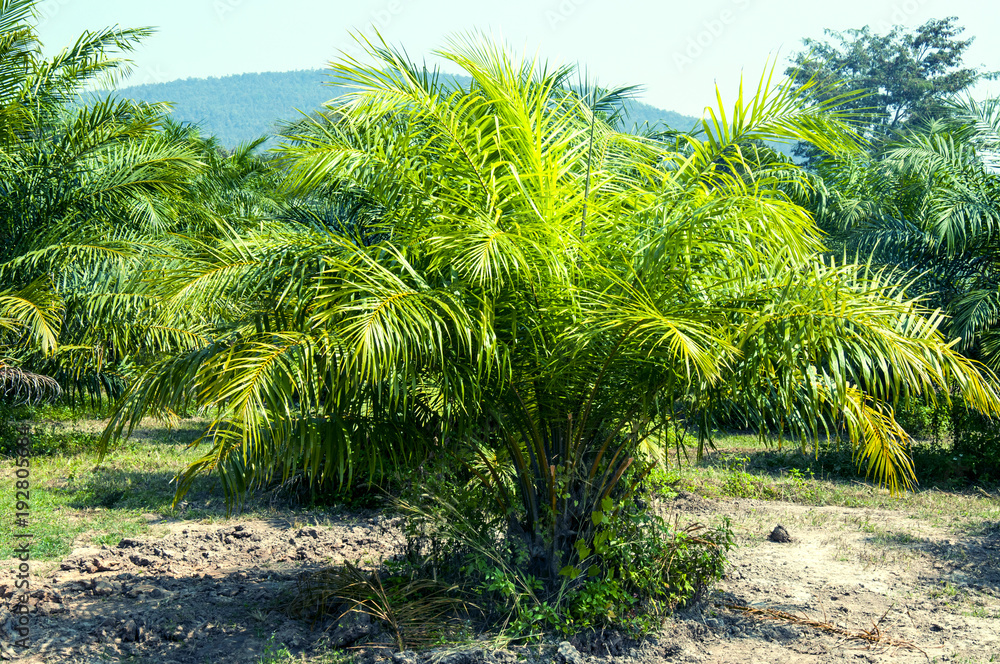Oil palm plantation Of the countries in Southeast Asia. Oil palm plantation Of the countries in Southeast Asia.