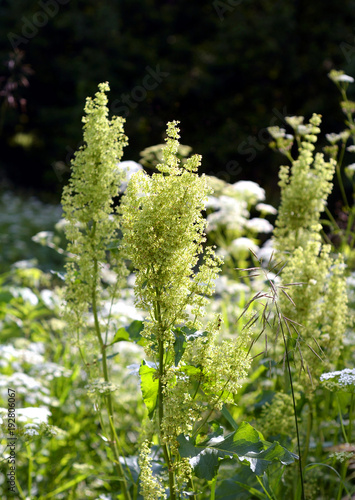 Flowering Rumex confertus. photo