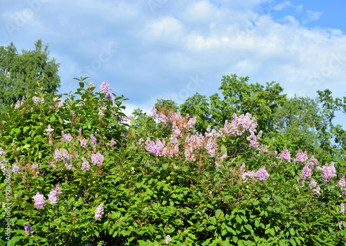 Fototapeta Naklejka Na Ścianę i Meble -  Blossoming lilac bush.