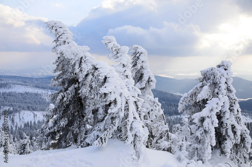 Verschneite Bäume am Großen Arber, Bayerischer Wald, Deutschland, Europa photo