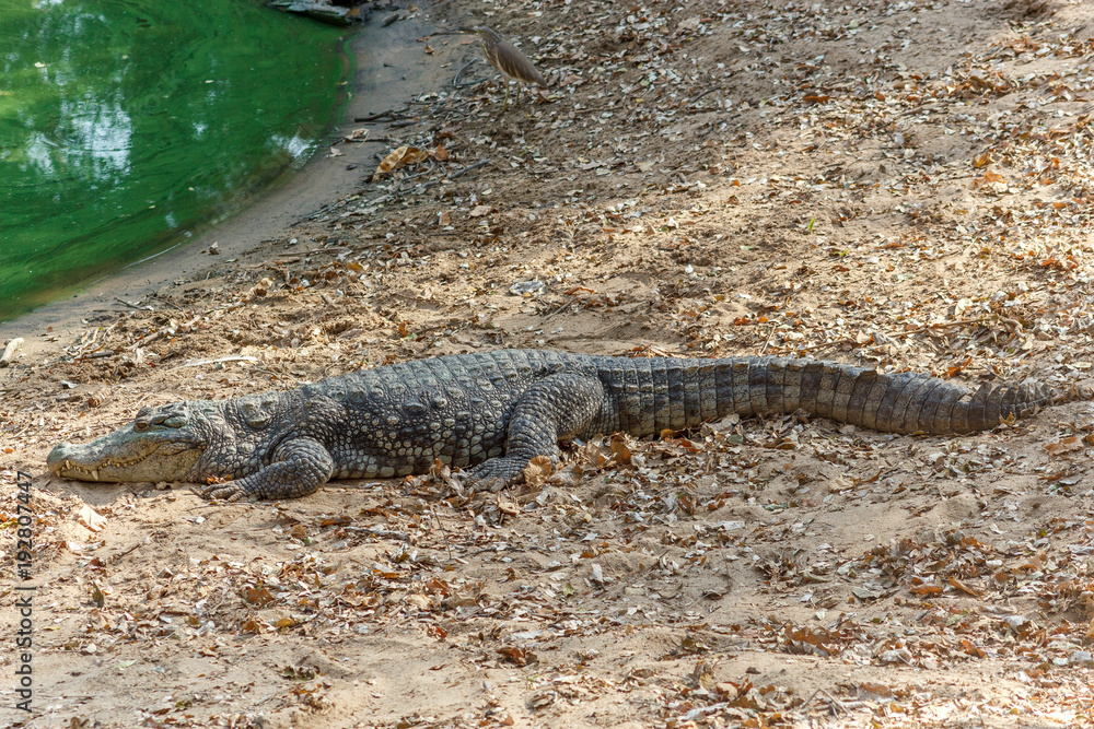 Group of ferocious crocodiles or alligators basking in the sun and maintained at Madras Crocodile Bank Trust located in Chennai, India and its one of popular tourists attraction and famous landmark Group of ferocious crocodiles or alligators basking in the sun and maintained at Madras Crocodile Bank Trust located in Chennai, India and its one of popular tourists attraction and famous landmark
