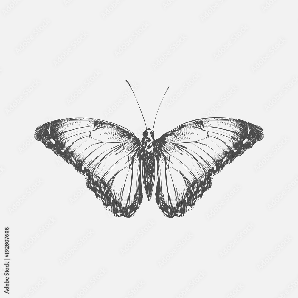 Obraz premium Illustration drawing style butterfly