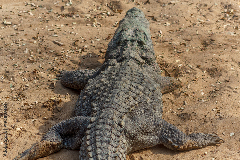 Group of ferocious crocodiles or alligators basking in the sun and maintained at Madras Crocodile Bank Trust located in Chennai, India and its one of popular tourists attraction and famous landmark Group of ferocious crocodiles or alligators basking in the sun and maintained at Madras Crocodile Bank Trust located in Chennai, India and its one of popular tourists attraction and famous landmark