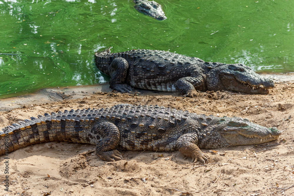 Group of ferocious crocodiles or alligators basking in the sun and maintained at Madras Crocodile Bank Trust located in Chennai, India and its one of popular tourists attraction and famous landmark Group of ferocious crocodiles or alligators basking in the sun and maintained at Madras Crocodile Bank Trust located in Chennai, India and its one of popular tourists attraction and famous landmark