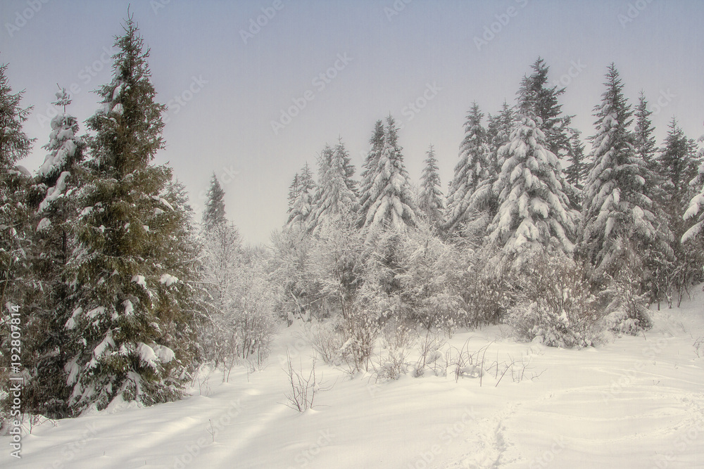 Fototapeta premium coniferous winter forest. fir winter forest in the Carpathians