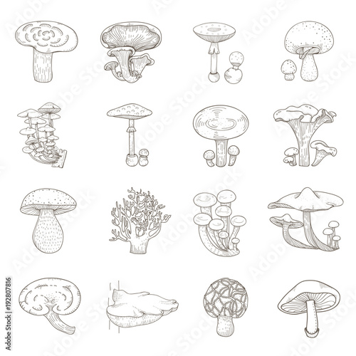 Illustration set of mushroom