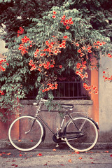 Leinwandbilder Fahrrad Fahrrad mit roten Blumen an Wand  © missizio01