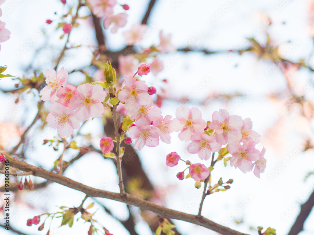 Obraz premium 河津桜