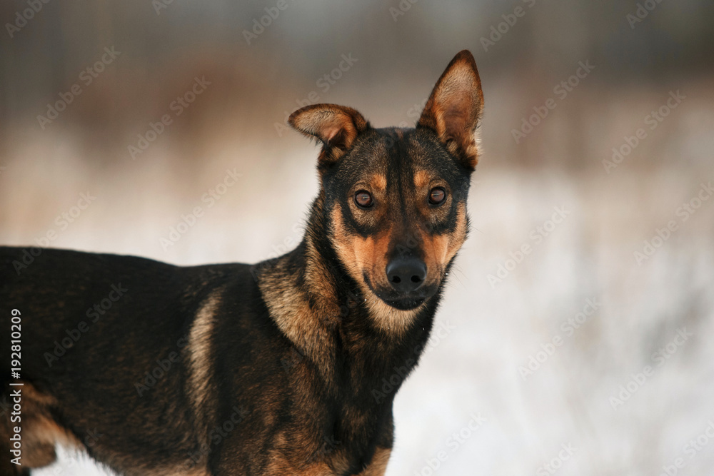Portrait of beautiful black dog, looking at camera, sitting in a sunny meadow Portrait of beautiful black dog, looking at camera, sitting in a sunny meadow