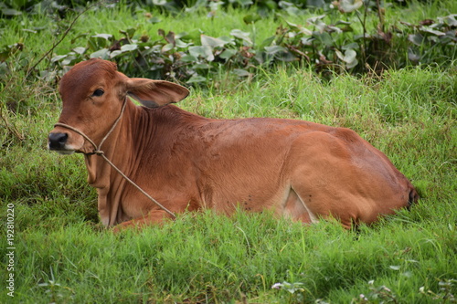A brown cow lying on green rice field in Hoi An in Vietnam, Asia