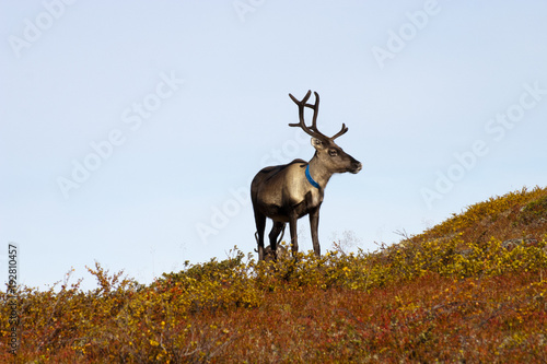 Rentiere in Schweden