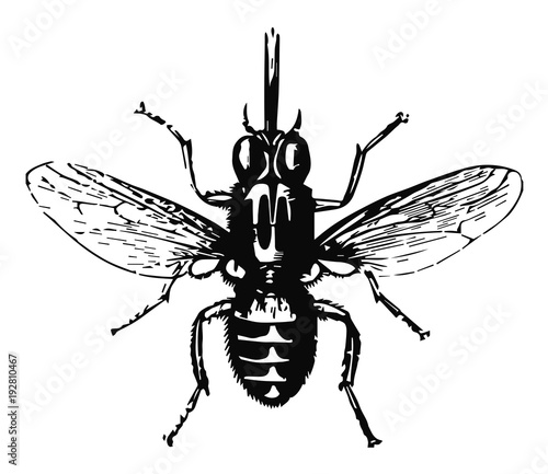 Tsetsefliege - tsetse fly #vector