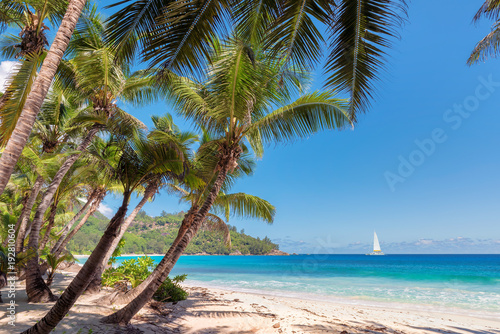 Sandy beach with palm trees and a white sailing yacht in the turquoise sea on Paradise island.