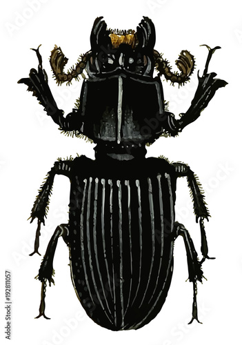 bess beetle colored #vector
