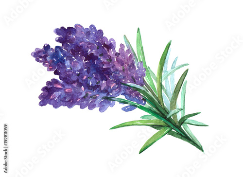 Lavender plant Watercolor illustration isolated on white background.  