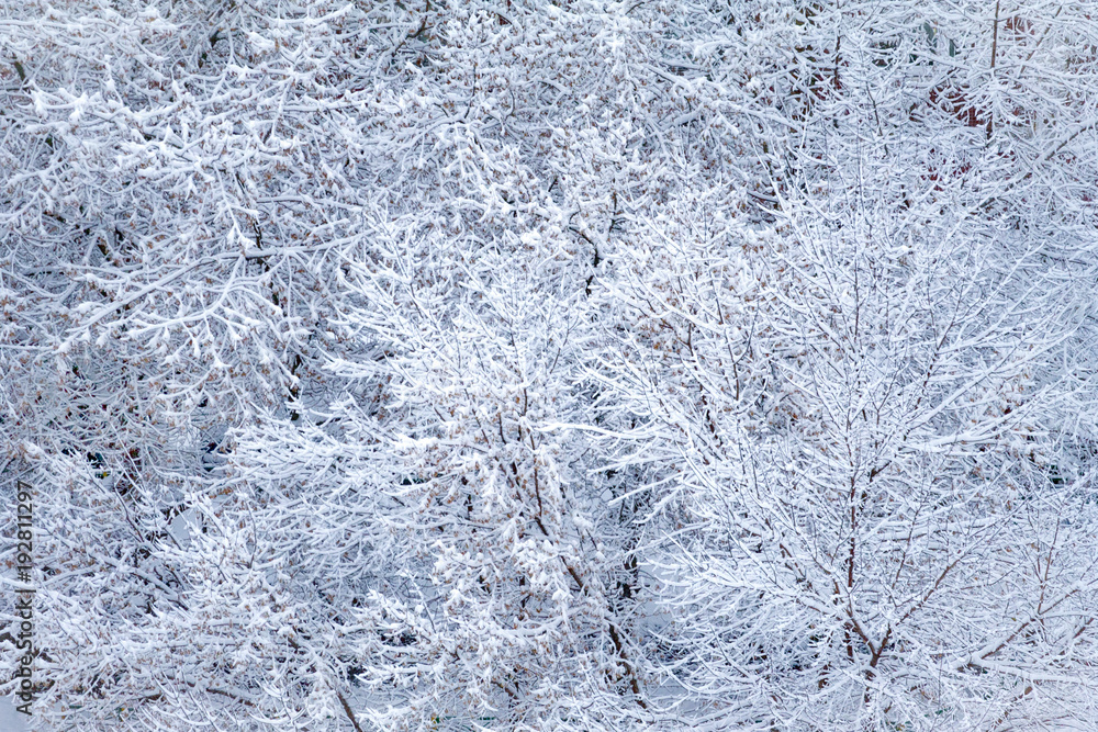Top view of snow-covered treetops (background) Top view of snow-covered treetops (background)