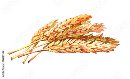 Oats plant Watercolor illustration isolated on white background. 