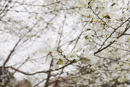 the nature of Asahiyama Park,  Sapporo, Hokkaido photo