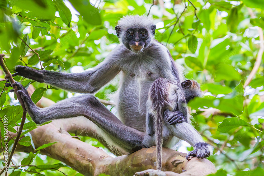 Zanzibar red colobus monkey. Zazibar, Tanzania. Zanzibar red colobus monkey. Zazibar, Tanzania.