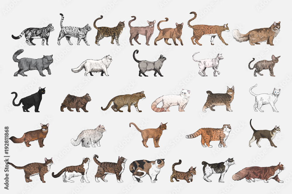 Illustration drawing style of cat breeds collection
