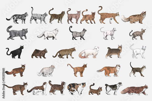 Illustration drawing style of cat breeds collection © Rawpixel.com