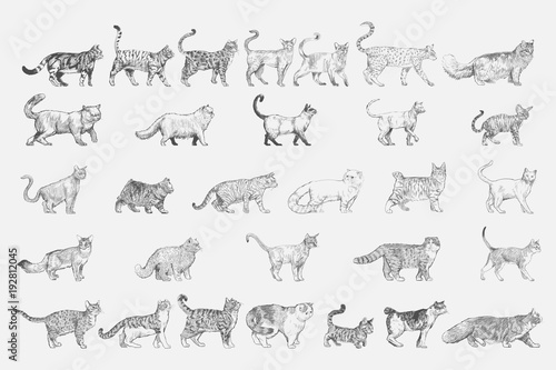 Fototapeta Naklejka Na Ścianę i Meble -  Illustration drawing style of cat breeds collection