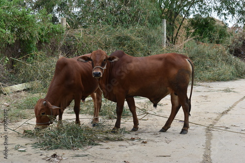Closeup of two brown cows on a street in Hoi An in Vietnam, Asia